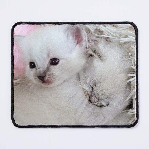 Item preview, Sweet ragdoll kittens designed and sold by Fluffycat2020.
