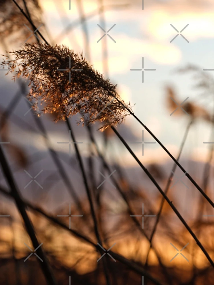 Thumbnail 4 of 4, Samsung Galaxy Phone Case, Sunset Reeds designed and sold by FreshOutTheBox.