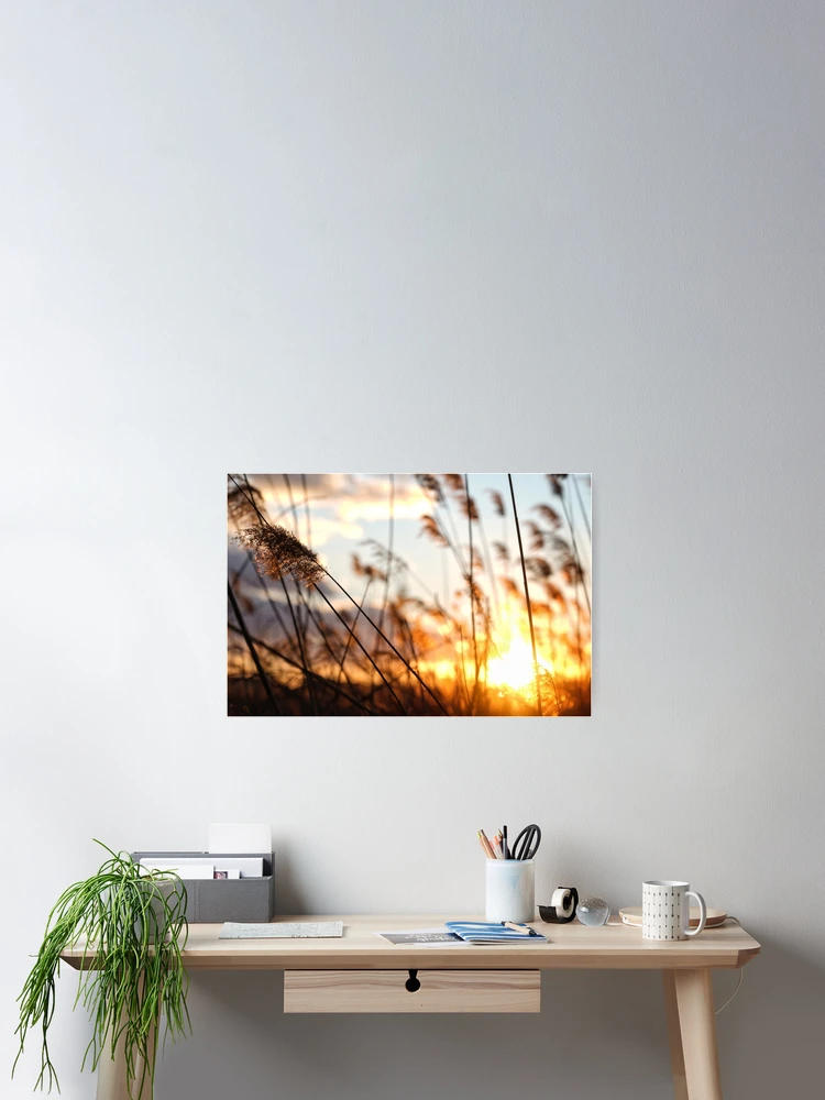 Thumbnail 2 of 3, Poster, Sunset Reeds designed and sold by FreshOutTheBox.