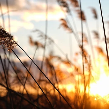 Artwork thumbnail, Sunset Reeds by FreshOutTheBox