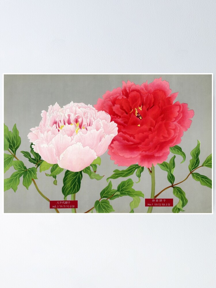 Póster «Flores de peonía vintage en rosa y rojo, impresión de The Picture  Book of Peonies de la prefectura de Niigata, Japón» de sarahlowedesign |  Redbubble