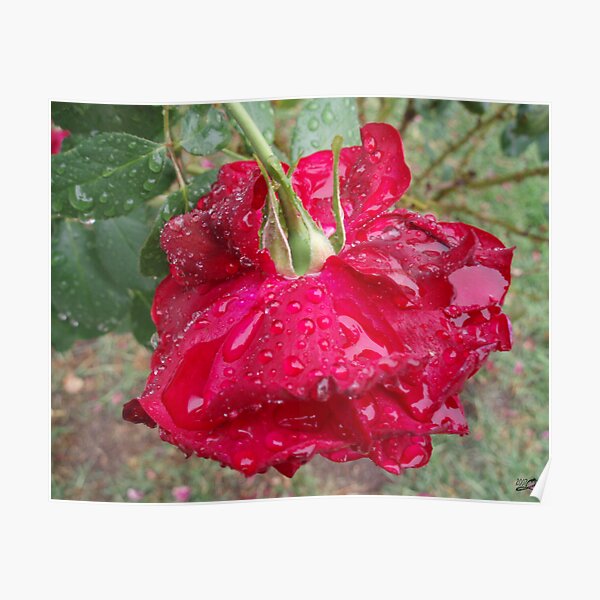 Rose Puddles Poster