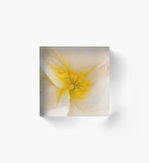White Begonia With Yellow Stamen Macro Acrylic Block