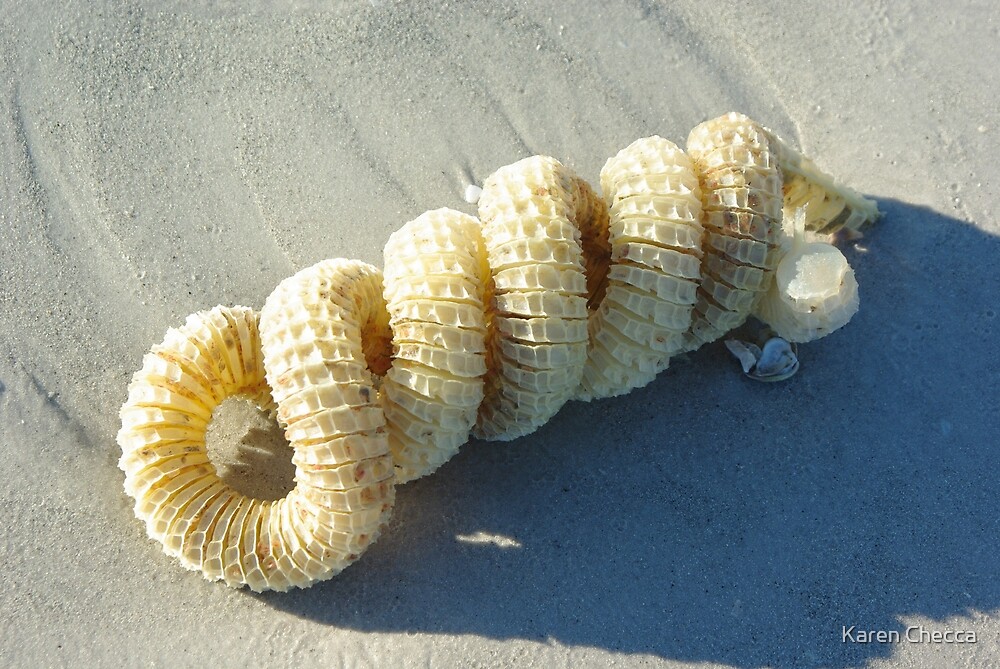 Spiral Whelk Egg Case By Karen Checca Redbubble