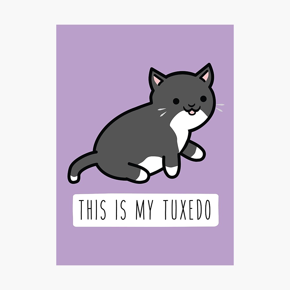 人気激安） ✧ꫛꫀꪝ✧特大入り✧Tuxedo cat✧✧ハチワレねこ