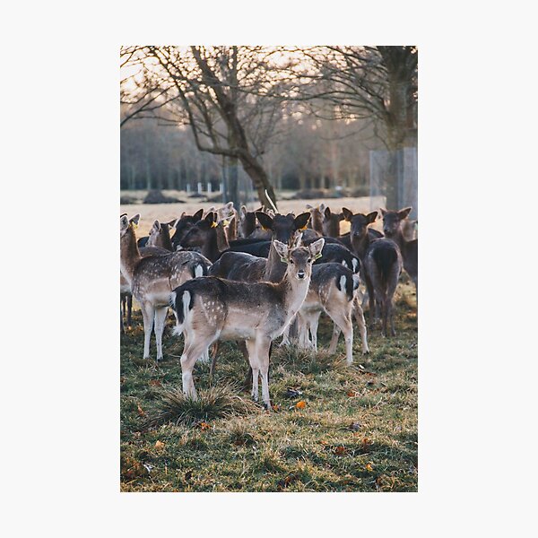 Phoenix Park Deer Photographic Print