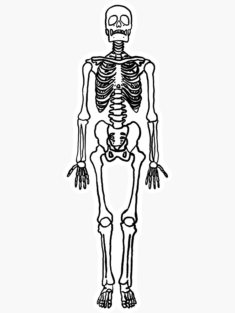 "skeleton outline" Sticker for Sale by aberst Redbubble