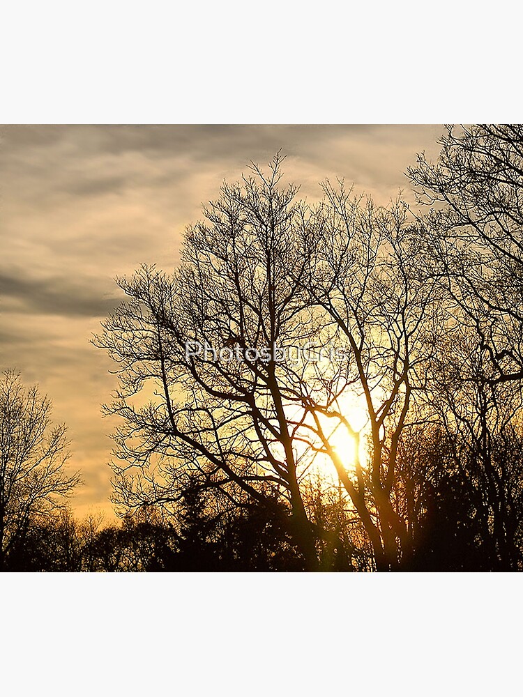 Tree in Golden Hour by PhotosbyCris