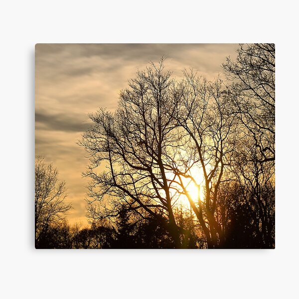 Tree in Golden Hour Canvas Print