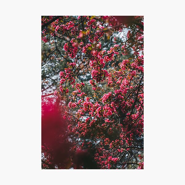 Cherry Blossoms, High Park Photographic Print