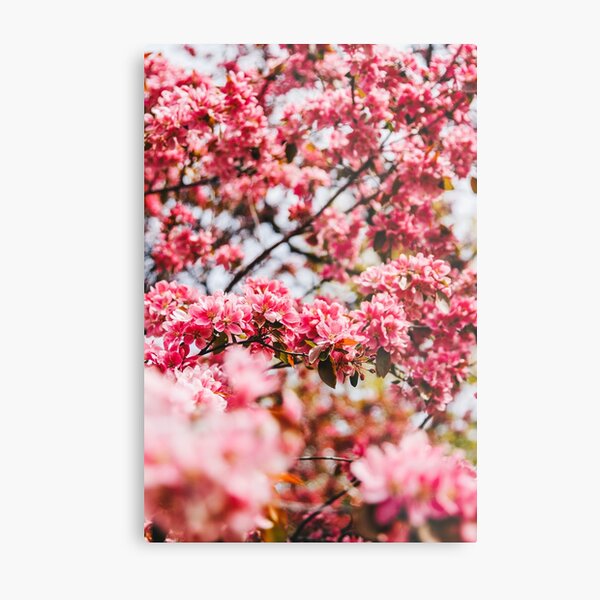 Cherry Blossoms, High Park, Toronto Metal Print
