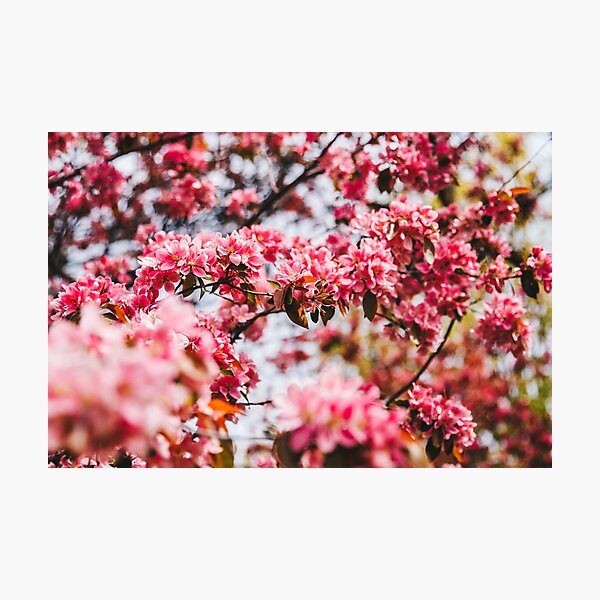 Cherry Blossoms, High Park 3 Photographic Print