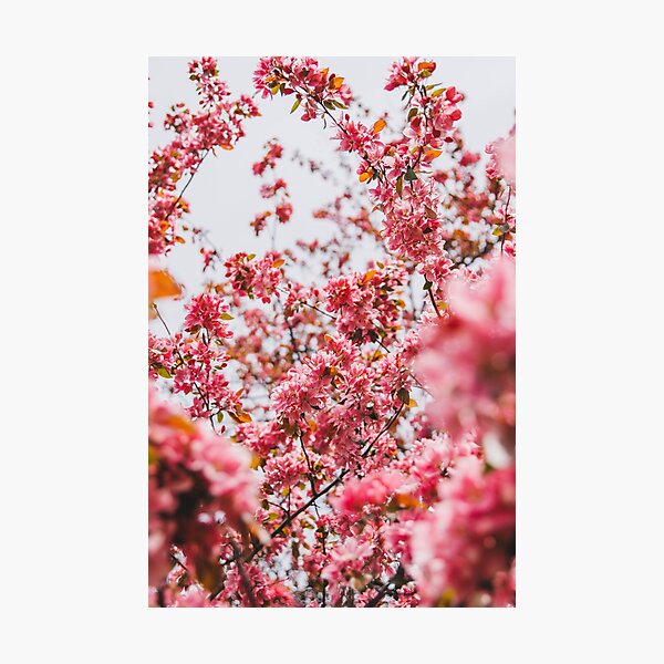 Cherry Blossoms, High Park 4 Photographic Print
