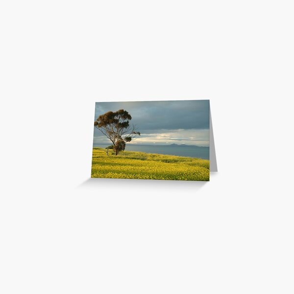 Golden Fields, Bellarine Peninsula Greeting Card