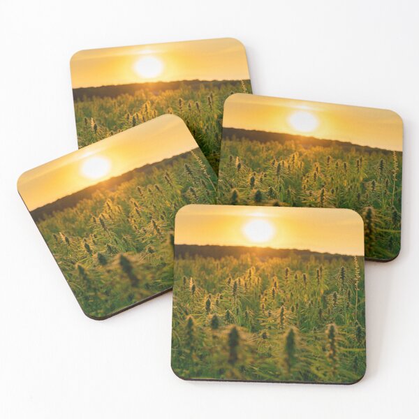 Item preview, Sunset On Cannabis Fields. Outdoor Marijuana Growing In Natural Sunshine! designed and sold by IMPHives.