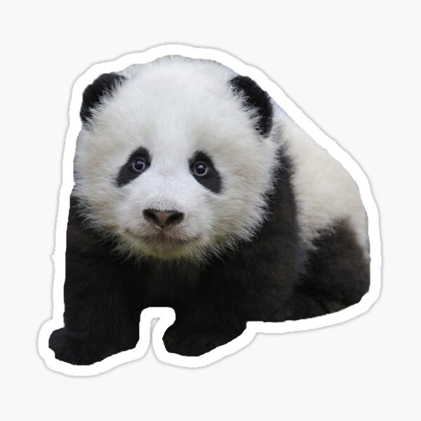 Item preview, panda cub designed and sold by jackiekeating.