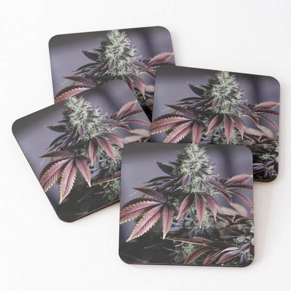 Item preview, Purple Fade. Cannabis Flower With Stunning Leaves.  designed and sold by IMPHives.