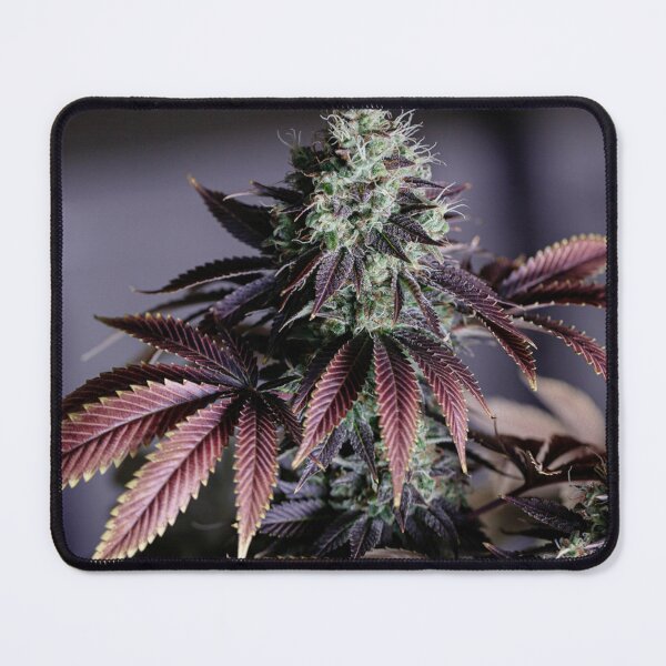 Item preview, Purple Fade. Cannabis Flower With Stunning Leaves. designed and sold by IMPHives.