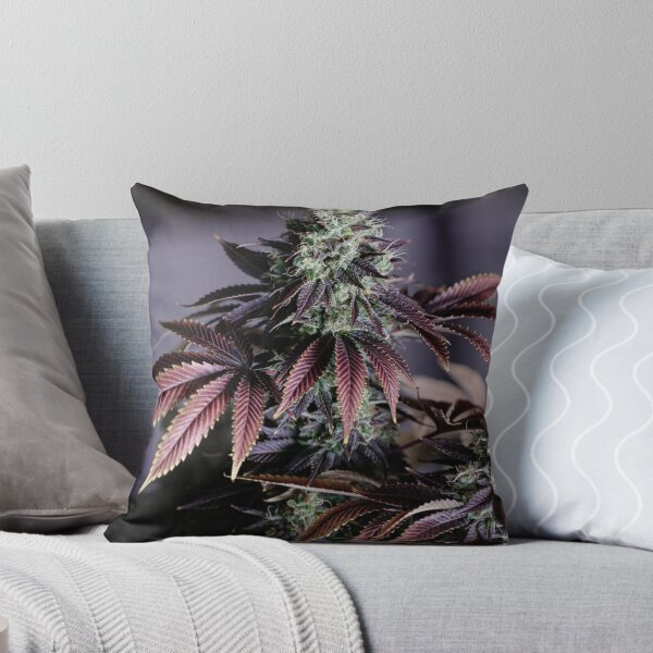 Item preview, Purple Fade. Cannabis Flower With Stunning Leaves.  designed and sold by IMPHives.