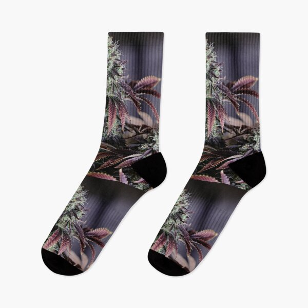 Item preview, Purple Fade. Cannabis Flower With Stunning Leaves.  designed and sold by IMPHives.