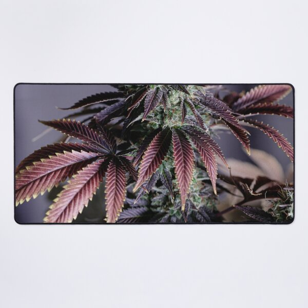 Item preview, Purple Fade. Cannabis Flower With Stunning Leaves.  designed and sold by IMPHives.