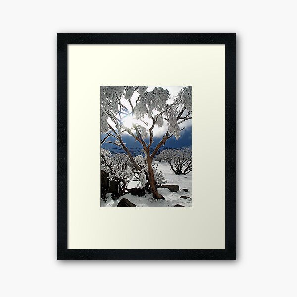 Snowgums 2 Framed Art Print