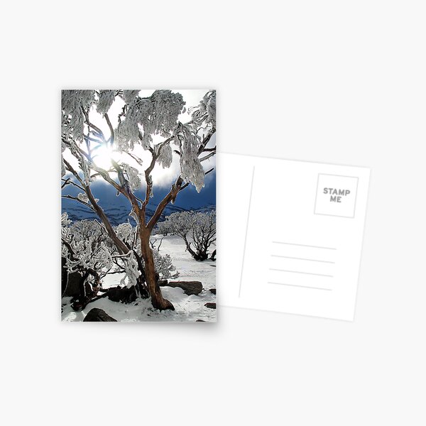 Snowgums 2 Postcard