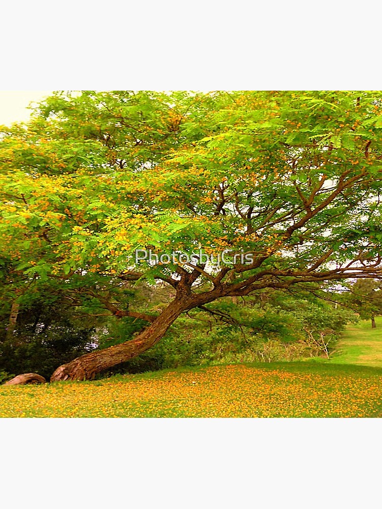 The Yellow Tree by PhotosbyCris