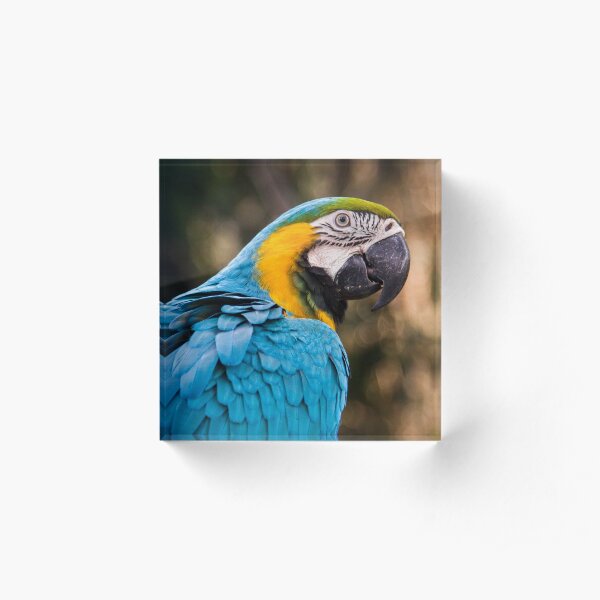 blue and yellow macaw Acrylic Block