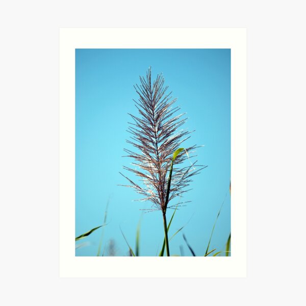 SUGAR CANE FLOWER Art Print