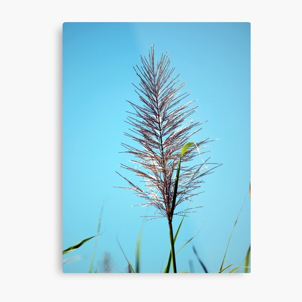 SUGAR CANE FLOWER Metal Print