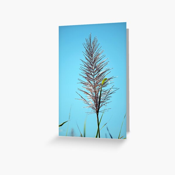 SUGAR CANE FLOWER Greeting Card