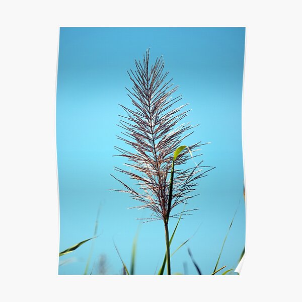 SUGAR CANE FLOWER Poster