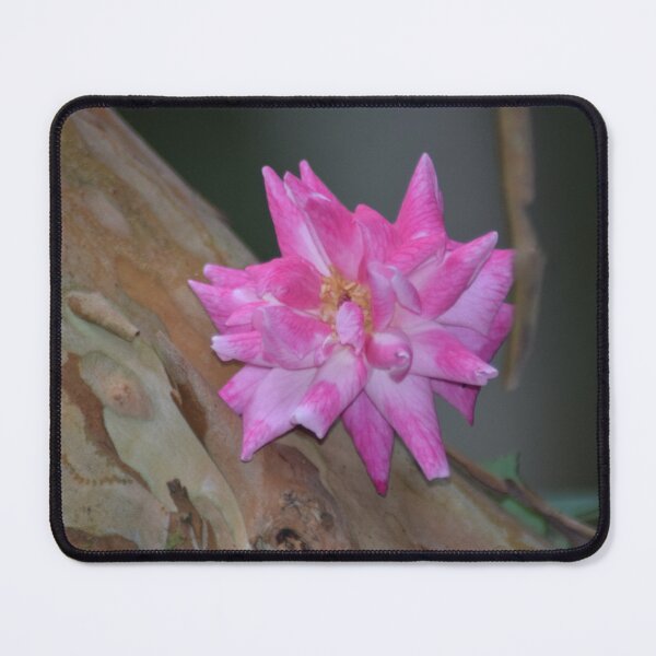 Item preview, Pink Rose designed and sold by MEJBAH09.