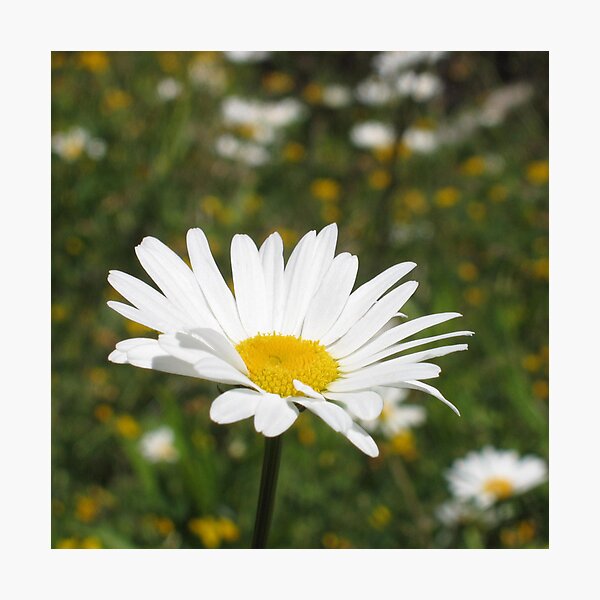 Item preview, daisy square designed and sold by Devan Foster.