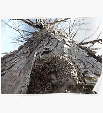 Sugar Maple Poster