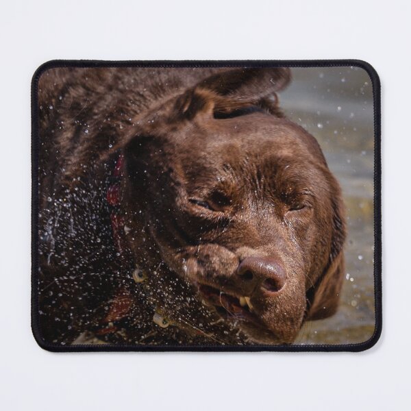 Item preview, Labrador after swimming in Lake Constance designed and sold by OskiOnTour.