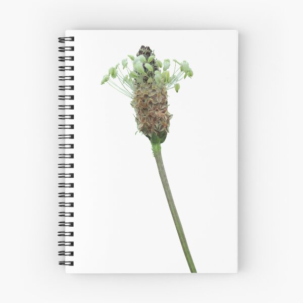 Item preview, Ribwort Plantain Flower designed and sold by DesignMore21.