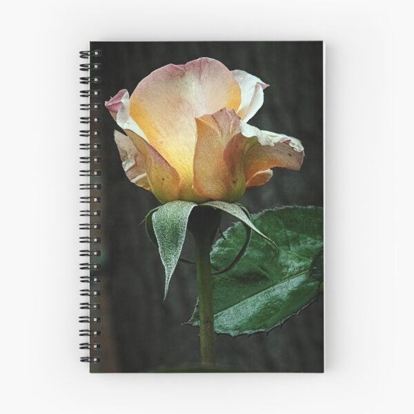 Item preview, Rose Leith Park Victoria 20161026 7667  designed and sold by Fred Mitchell.