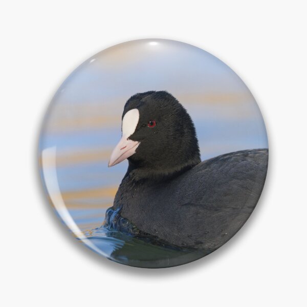 Item preview, a Eurasian Coot swimming on a lake designed and sold by Stefan Rotter.