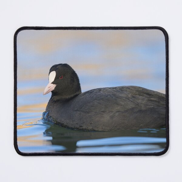 Item preview, a Eurasian Coot swimming on a lake designed and sold by Stefan Rotter.