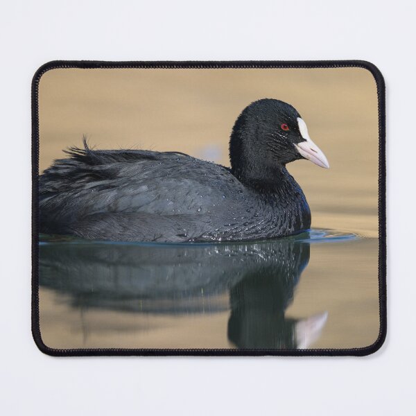 Item preview, a Eurasian Coot swimming on a lake designed and sold by Stefan Rotter.