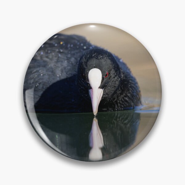 Item preview, a Eurasian Coot swimming on a lake designed and sold by Stefan Rotter.