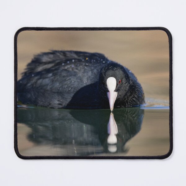 Item preview, a Eurasian Coot swimming on a lake designed and sold by Stefan Rotter.