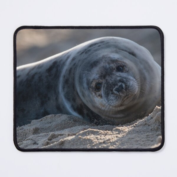 Item preview, Grey seal on the beach designed and sold by cdkphotos.