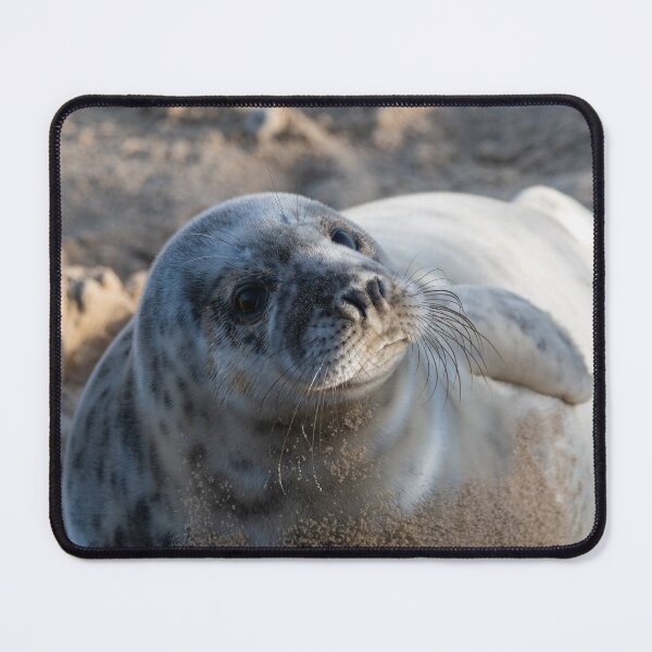 Item preview, Seal pup close up designed and sold by cdkphotos.