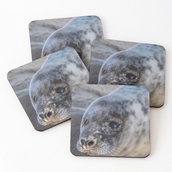 Item preview, Seal pup portrait designed and sold by cdkphotos.