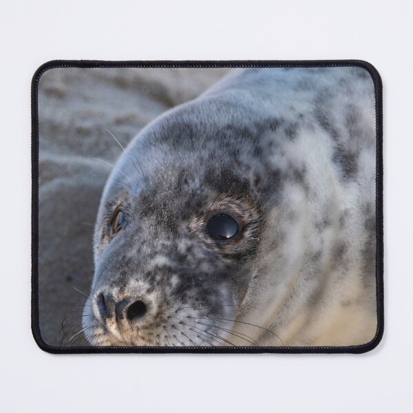 Item preview, Seal pup portrait designed and sold by cdkphotos.