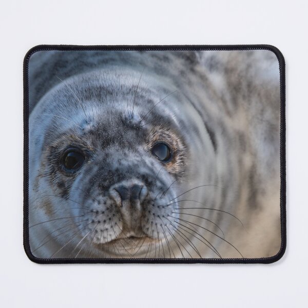 Item preview, Grey seal pup on Norfolk beach designed and sold by cdkphotos.