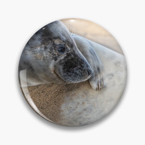 Item preview, Young seal on Norfolk beach designed and sold by cdkphotos.